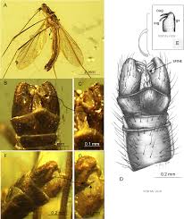 Attēlu rezultāti vaicājumam “Aphodius subterraneus imago”
