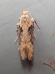 Attēlu rezultāti vaicājumam “Semioscopis avellanella imago”