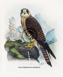 Attēlu rezultāti vaicājumam “Falco tinnunculus”