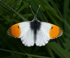 Attēlu rezultāti vaicājumam “Anthocharis cardamines underside”