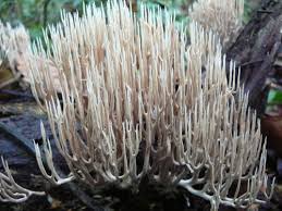 Attēlu rezultāti vaicājumam “Trechispora mollusca”