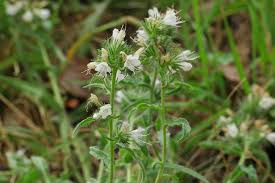 Attēlu rezultāti vaicājumam “Echium vulgare flower”