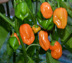 Afbeeldingsresultaat voor orange habanero hot pepper