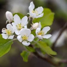 Attēlu rezultāti vaicājumam “Malus purpurea leaf”