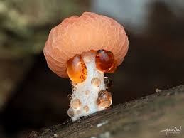 Attēlu rezultāti vaicājumam “Rhodotus palmatus”