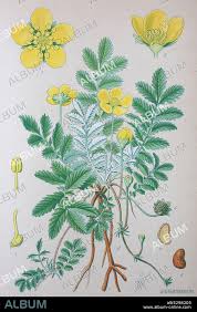 Image result for Potentilla anserina