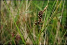 Attēlu rezultāti vaicājumam “Carex caryophyllea fruit”