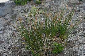 Attēlu rezultāti vaicājumam “Juncus compressus fruit”