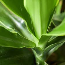 Attēlu rezultāti vaicājumam “Dianema depressum macro”