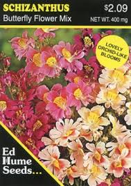 Image result for Schizanthus