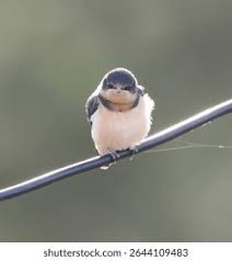 Attēlu rezultāti vaicājumam “Hirundo rustica juvenile”