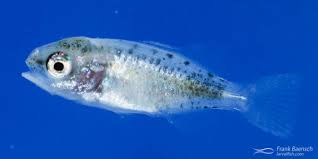 Image result for Kyphosus