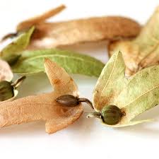 Attēlu rezultāti vaicājumam “Carpinus betulus fruit”