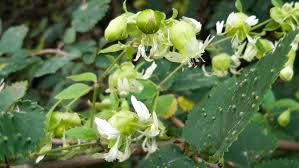 Attēlu rezultāti vaicājumam “Silene baccifera fruit”