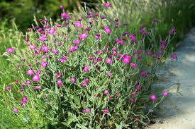 Image result for Lychnis coronaria