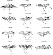 Attēlu rezultāti vaicājumam “Leucorrhinia”