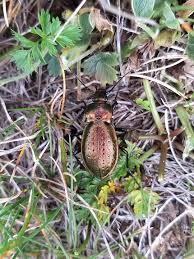 Attēlu rezultāti vaicājumam “Carabus arcensis”