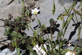 Attēlu rezultāti vaicājumam “Linum catharticum flower”