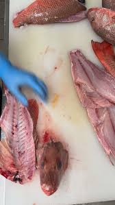 Image result for Platycephalus richardsoni