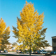 Attēlu rezultāti vaicājumam “Populus x jackii leaf”
