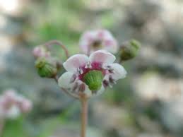 Attēlu rezultāti vaicājumam “Chimaphila umbellata”
