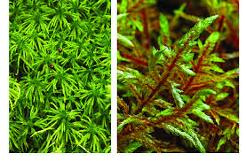 Attēlu rezultāti vaicājumam “Pleurozium schreberi”