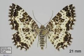 Attēlu rezultāti vaicājumam “Epirhoe tristata”