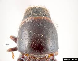 Attēlu rezultāti vaicājumam “Scolytus ratzeburgi”