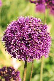 Attēlu rezultāti vaicājumam “Allium holandicum”
