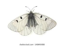 Attēlu rezultāti vaicājumam “Parnassius mnemosyne upperside”