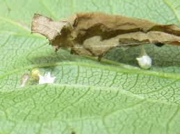 Attēlu rezultāti vaicājumam “Paidiscura pallens eggs”