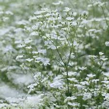 Attēlu rezultāti vaicājumam “Gypsophila fastigiata”