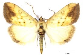 Attēlu rezultāti vaicājumam “Evergestis extimalis”