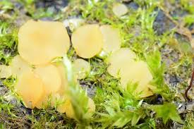 Attēlu rezultāti vaicājumam “Hymenoscyphus imberbis”