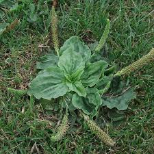 Attēlu rezultāti vaicājumam “Plantago major”