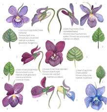 Attēlu rezultāti vaicājumam “Viola hirta flower”