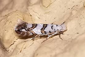 Attēlu rezultāti vaicājumam “Phyllonorycter platanoidella”