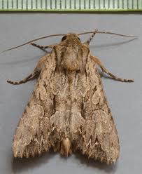 Attēlu rezultāti vaicājumam “Apamea monoglypha”