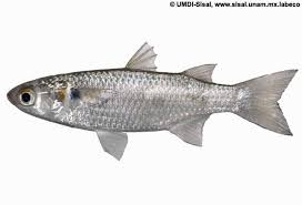 Image result for Mugil liza