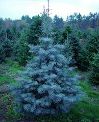 Attēlu rezultāti vaicājumam “Abies concolor”