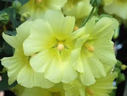 Image result for Alcea rugosa