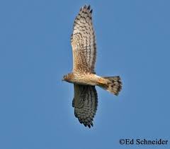 Image result for Wee County Harriers