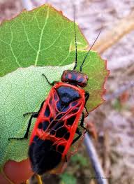 Attēlu rezultāti vaicājumam “Caenolyda reticulata”