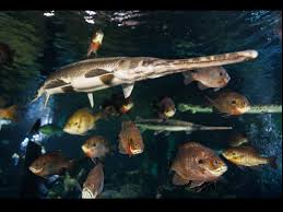 Image result for Lepisosteus osseus