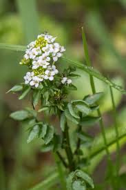 Image result for Rorippa nasturtium-aquaticum
