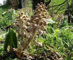 Attēlu rezultāti vaicājumam “Petasites hybridus leaf”