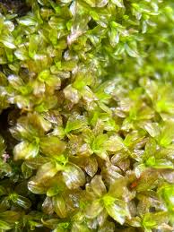 Attēlu rezultāti vaicājumam “Syntrichia latifolia”