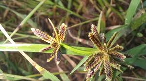 Attēlu rezultāti vaicājumam “Cyperus fuscus”