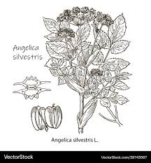 Image result for Angelica silvestris