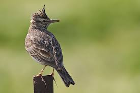 Attēlu rezultāti vaicājumam “Galerida cristata”